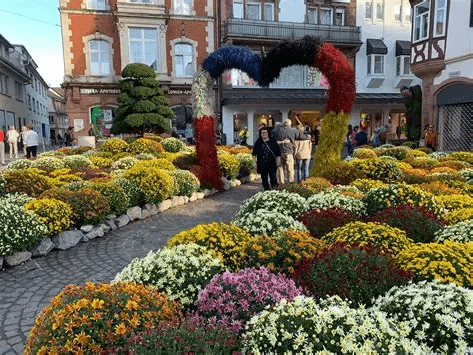Chrysanthema Lahr – Ein Blütenmeer voller Farben — photo 5