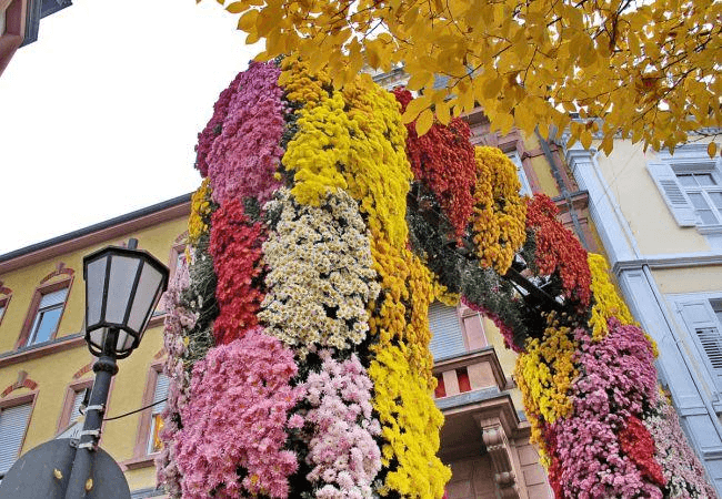 Chrysanthema Lahr – Ein Blütenmeer voller Farben — photo 4