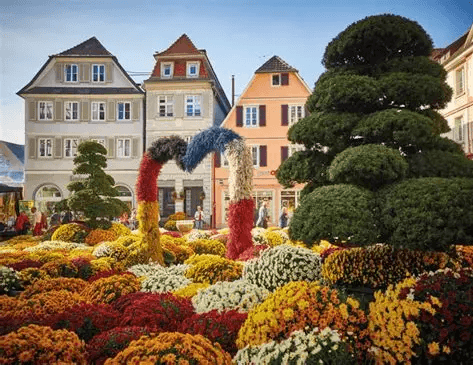 Chrysanthema Lahr – Ein Blütenmeer voller Farben — photo 1